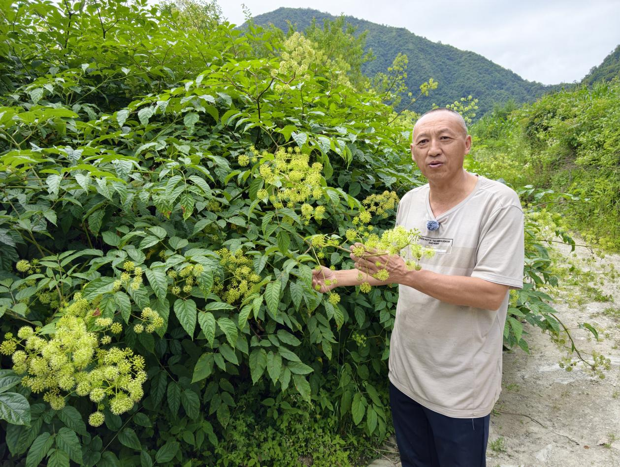 林下生“金”守青山 阿坝州茂县打造“天府森林粮库”绿色样板