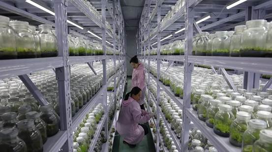 汶川“孵”出78个项目  累计带动千人就业