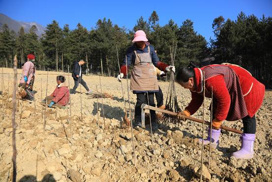 从“种苗芯片”到“产业地标”：四川茂县一颗高原苹果悄然改写中国苹果产业版图