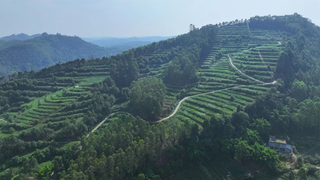 四川乐山井研：荒山披绿装  茶香溢山乡