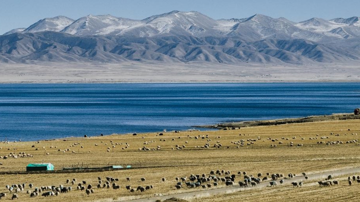 青海湖畔冬日牧羊图