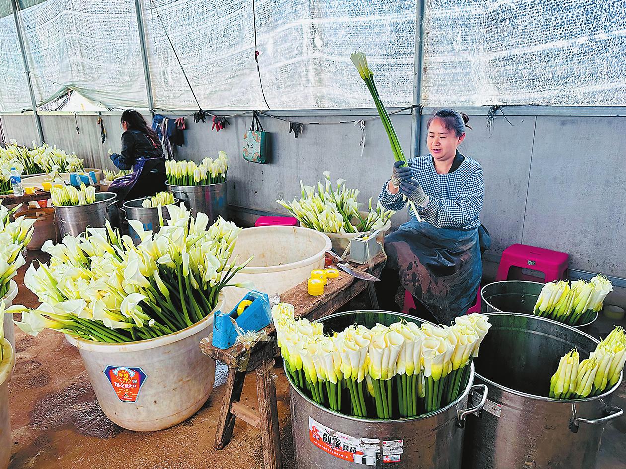 据了解,黄营村马蹄莲种植基地的马蹄莲种球从埃塞俄比亚进口,每年收入