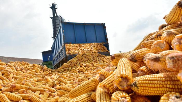 秋粮收购量超3亿吨 市场价格稳中有升