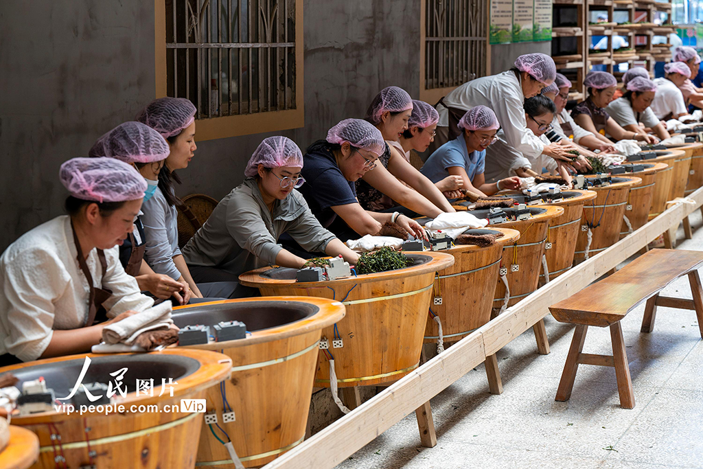 广西苍梧：制茶技能培训促就业插图6