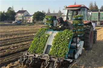 上海试点机械化“稻油”轮作模式