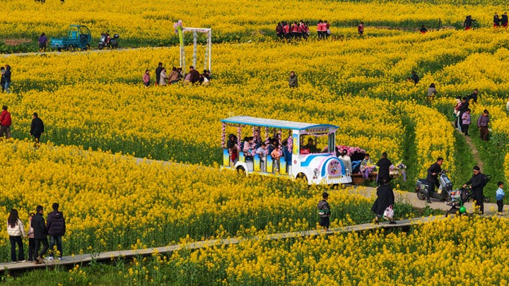江西南昌：油菜花开春色美