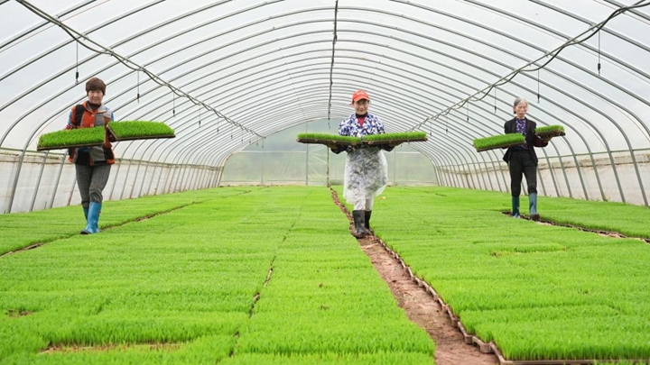 沃野田畴育秧忙