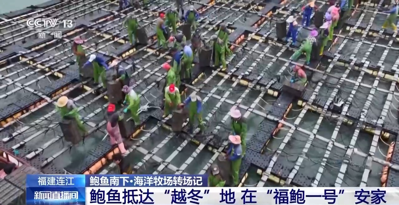 ✅体育直播🏆世界杯直播🏀NBA直播⚽鲍鱼也要“走南闯北”越冬避暑？揭秘小鲍鱼的“候鸟式”养殖