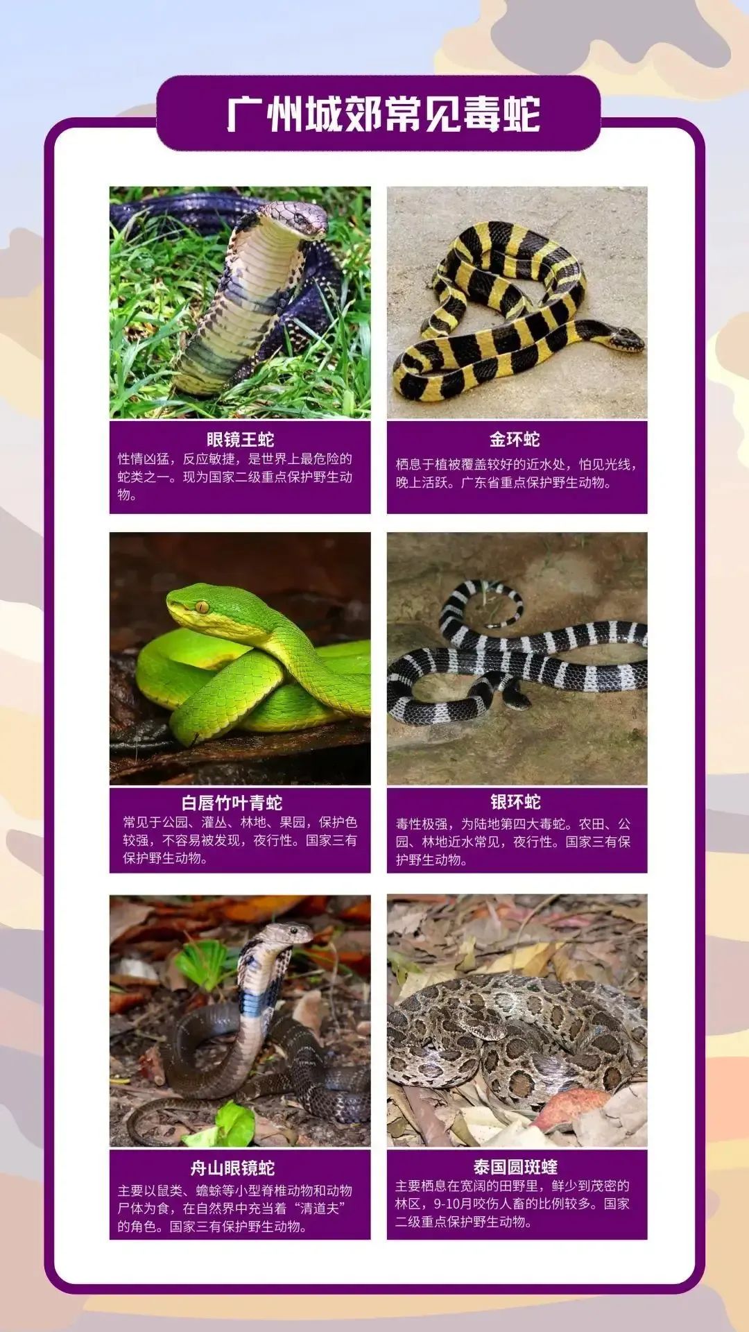 太惊险！广东一85岁老人被蛇追咬，用手杖将其击退！家属：疑似眼镜蛇插图4