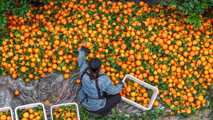 四川眉山：金橘满枝迎丰收 小柑橘撬动大产业