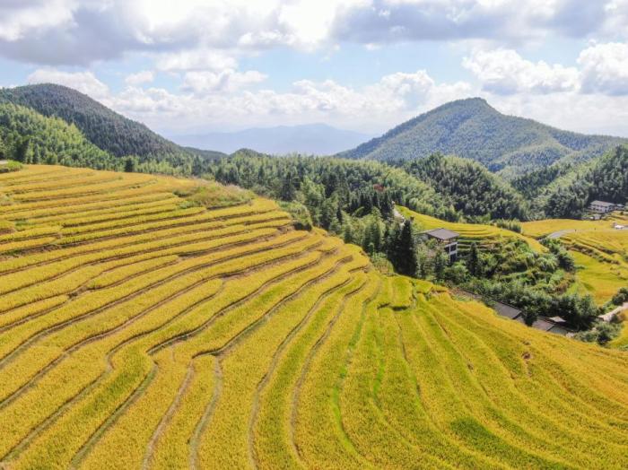 全国夏播粮食近八成 夏管进入高峰