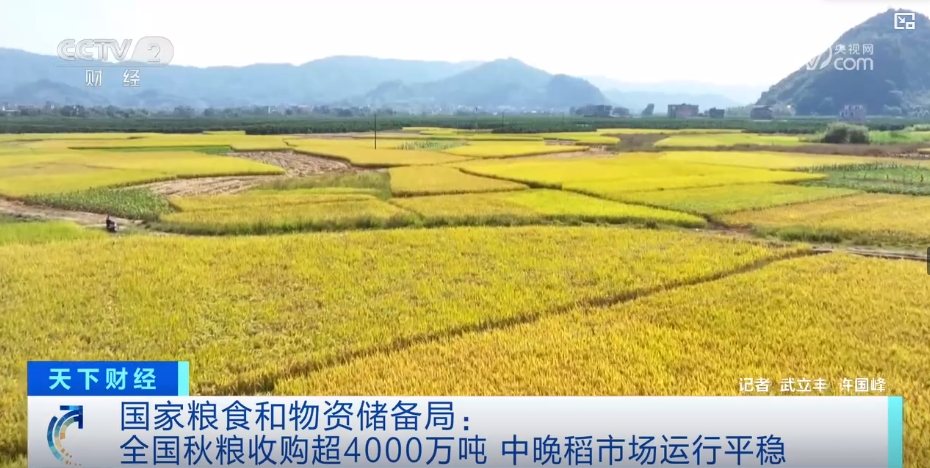 ✅体育直播🏆世界杯直播🏀NBA直播⚽市场平稳，优质优价！颗粒归仓绘“丰”景