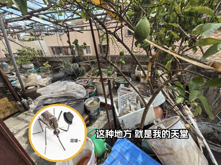 高烧+关节剧痛+皮疹？警惕基孔肯雅热！广东佛山已超千例感染插图2