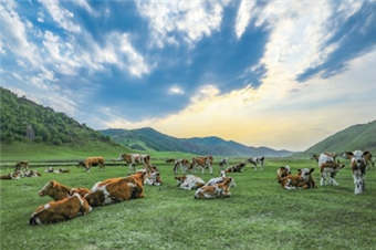 畜牧业稳定安全发展再上新台阶