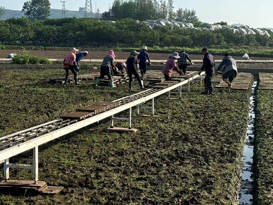 四川丹棱：田野“育”希望 湾区“丹”橙香