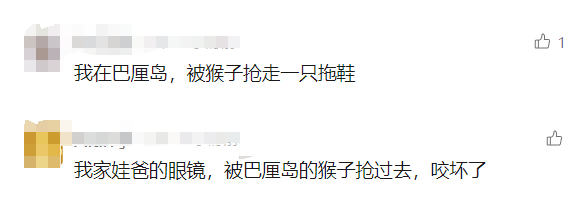 游客手机被猴子抢走，捡回后意外发现“拍得比自己还好”插图5