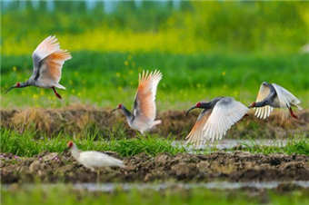 春日秦岭腹地美如画 朱鹮田间蹁跹觅食