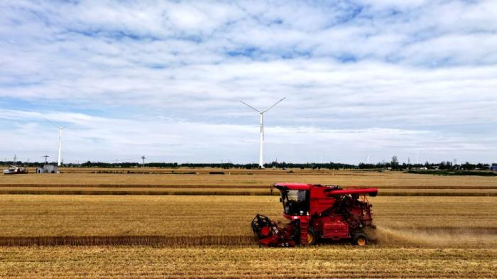 秋粮收购量超一亿吨 市场购销活跃