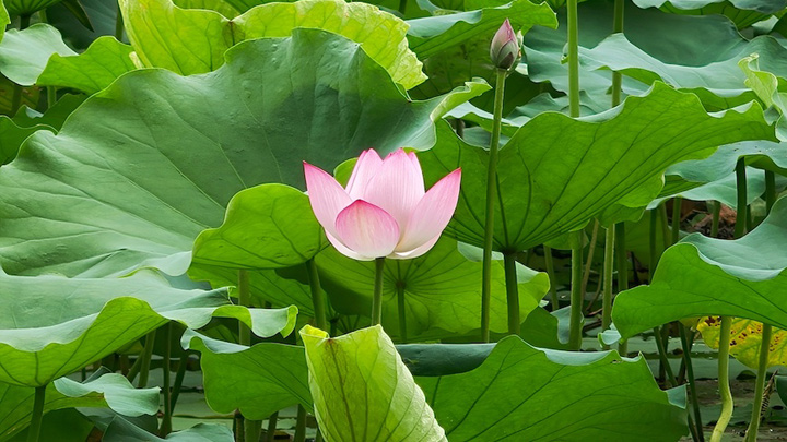 广州：夏日悠悠 荷花飘香