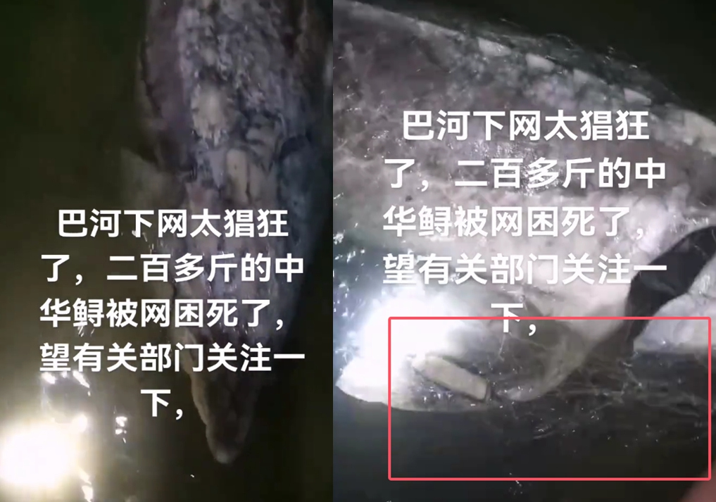 湖北黄冈巴河水域一条鲟鱼被网缠绕死亡 当地回应：不是中华鲟插图