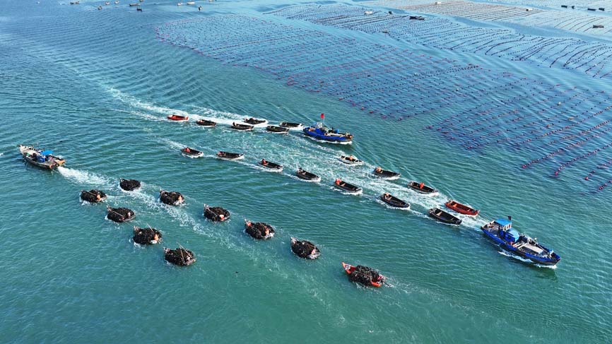 山东荣成：海带收获逾七成