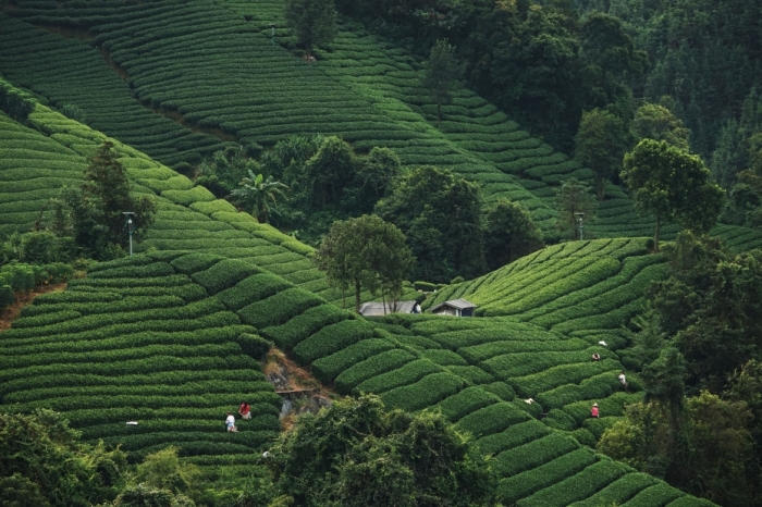 浙江150余万采茶工“到岗”采春茶