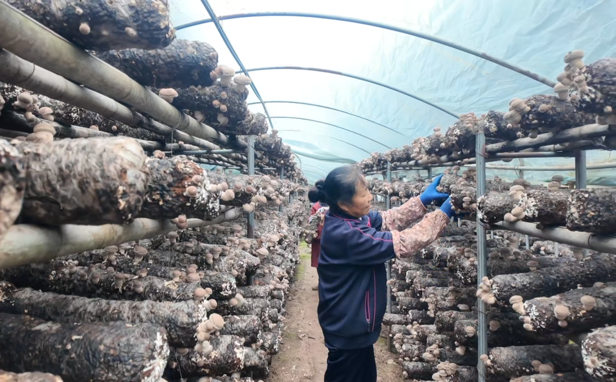 广元昭化：小香菇大能量！ 家门口种出“致富伞”