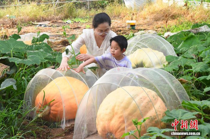 7月24日，巨型南瓜吸引参观者。近日，浙江宁波宁海一家农场培育出多个航天育种品种的巨型南瓜，最重达到300斤左右。管水红 摄