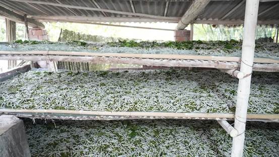 一颗蚕茧“织”出千万产值！ 乐山井研研经镇桑蚕产业铺就增收路