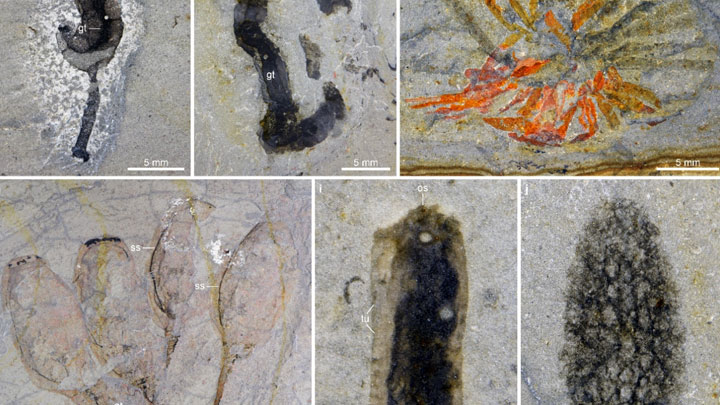 花垣生物群化石为揭示5亿年前生物大灭绝提供关键证据