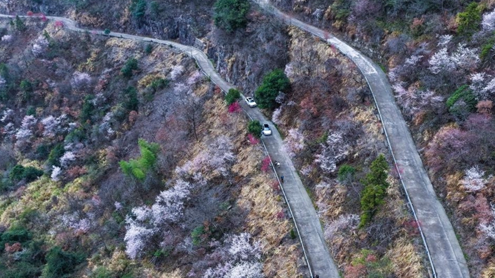 美丽中国丨万亩山花迎春来 山乡美景助共富