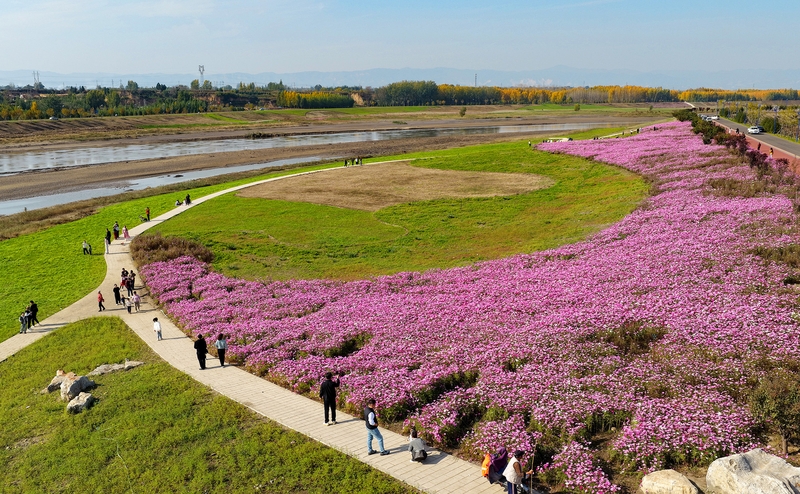 山西临汾波斯菊花开 美景醉游人
