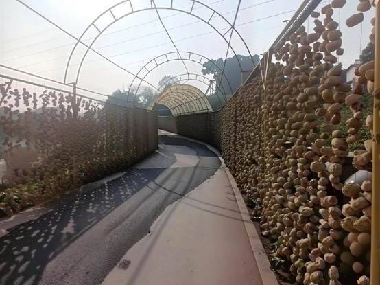 自贡成佳镇：小小大头菜串起致富链 “晒”出乡村振兴答卷