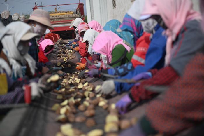 甘肃定西：一路“薯”光