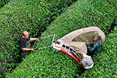 浙江东阳：抹茶基地采摘忙