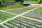 荒坡植藤茶 绿叶富万家