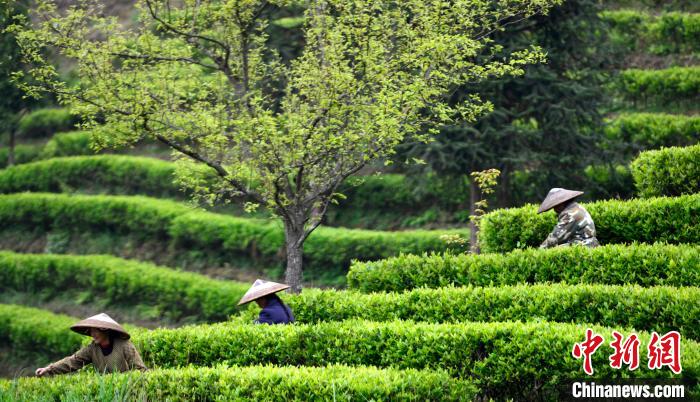 广西龙胜县茶叶产业带动群众增收致富