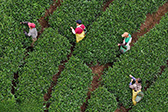 广西昭平：采摘夏茶