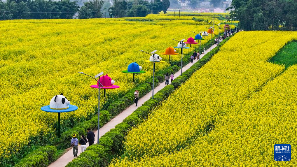 美丽中国丨重庆潼南：油菜花开迎客来