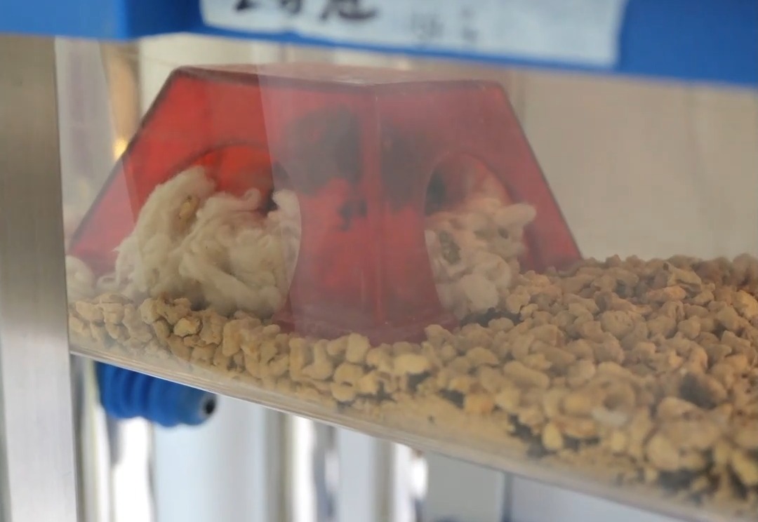 全释硬科技丨“航天小鼠”重返地球 开启太空恋爱与繁衍的新希望