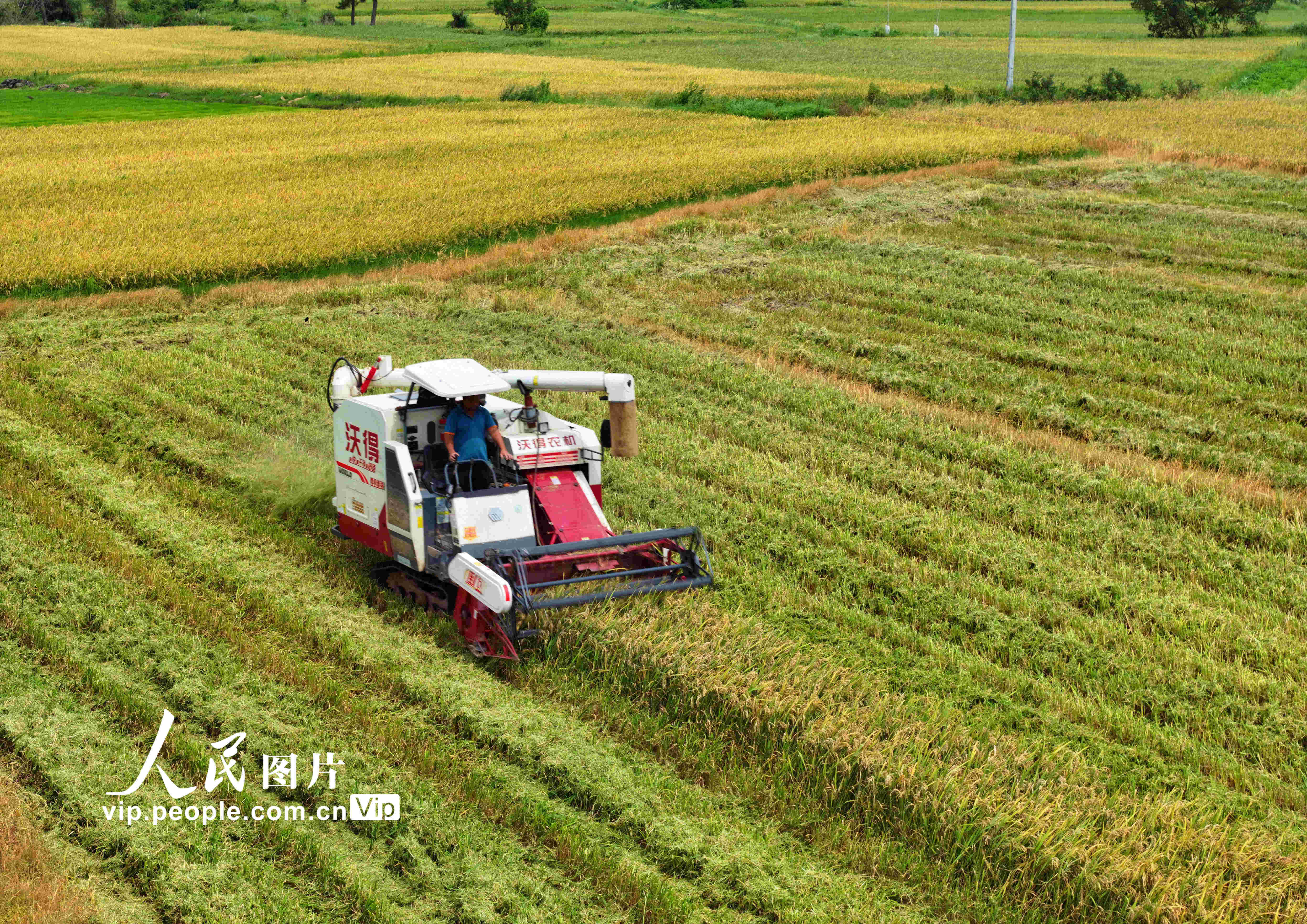 江西泰和:早稻开镰收割