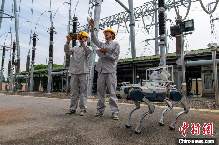 6月12日，在浙江省金华市金东区220kV华金变电站现场，具身智能机器人化身 “巡检员”，针对重载主变压器开展精准巡检，确保安全迎峰度夏。图为具身智能机器人配合工作人员完成工作。胡肖飞 摄