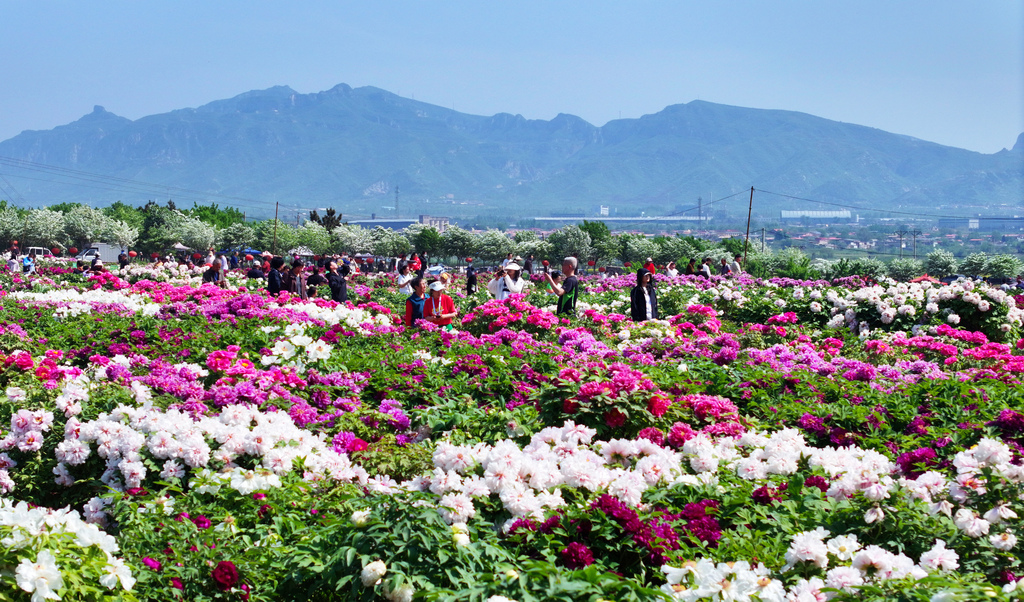河北邯郸：万亩秀林牡丹次第盛开