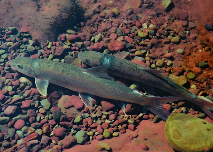 雅鱼“跃”进中国农业百强  雅安特色农业品牌建设再获突破