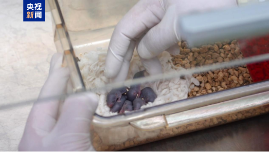 “太空小鼠”成功返回地球后实现孕育新生命，幼鼠顺利出生