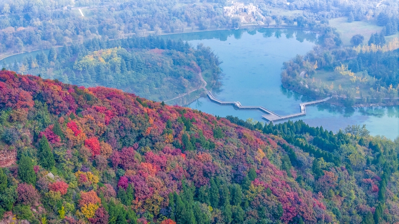 河南洛阳：黄河岸边秋景美如画