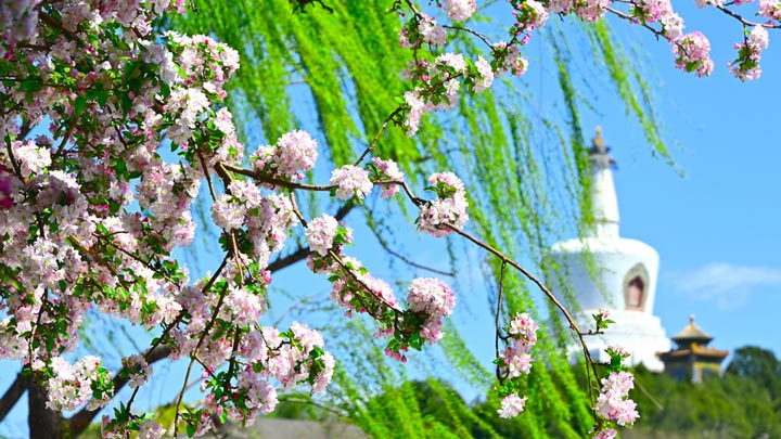 北京北海公园海棠花开