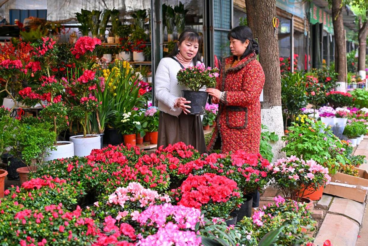 花开仁寿迎新春
