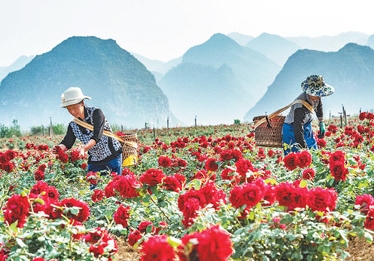 1000多亩高原墨红玫瑰花丰收