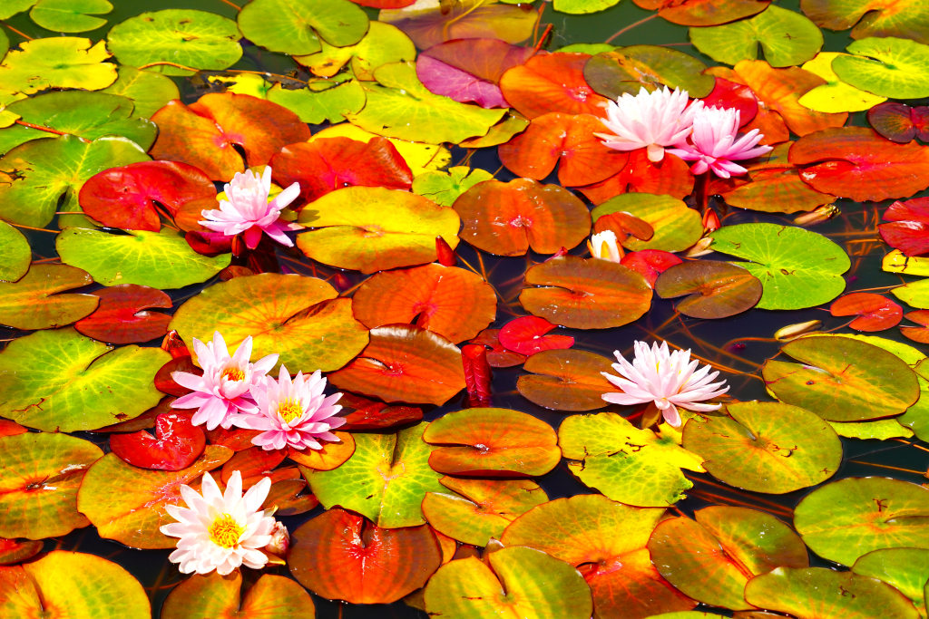 国家植物园水生植物竞相绽放 色彩缤纷